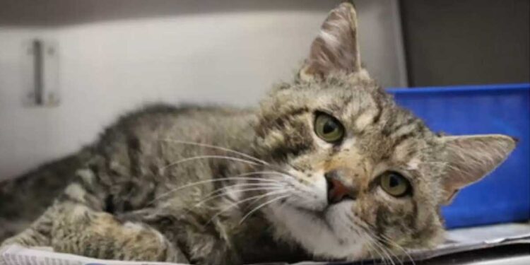 Un chat au look de sénior, triste et abîmé, se métamorphose grâce à une seconde chance