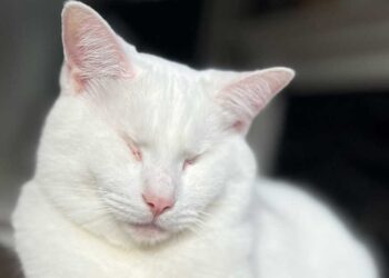 Un chat aveugle devient protecteur d un chaton adopté qui a perdu ses frères et sœurs