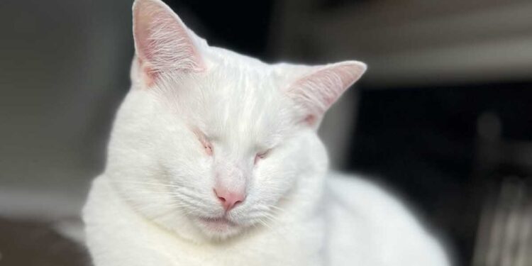 Un chat aveugle devient protecteur d un chaton adopté qui a perdu ses frères et sœurs