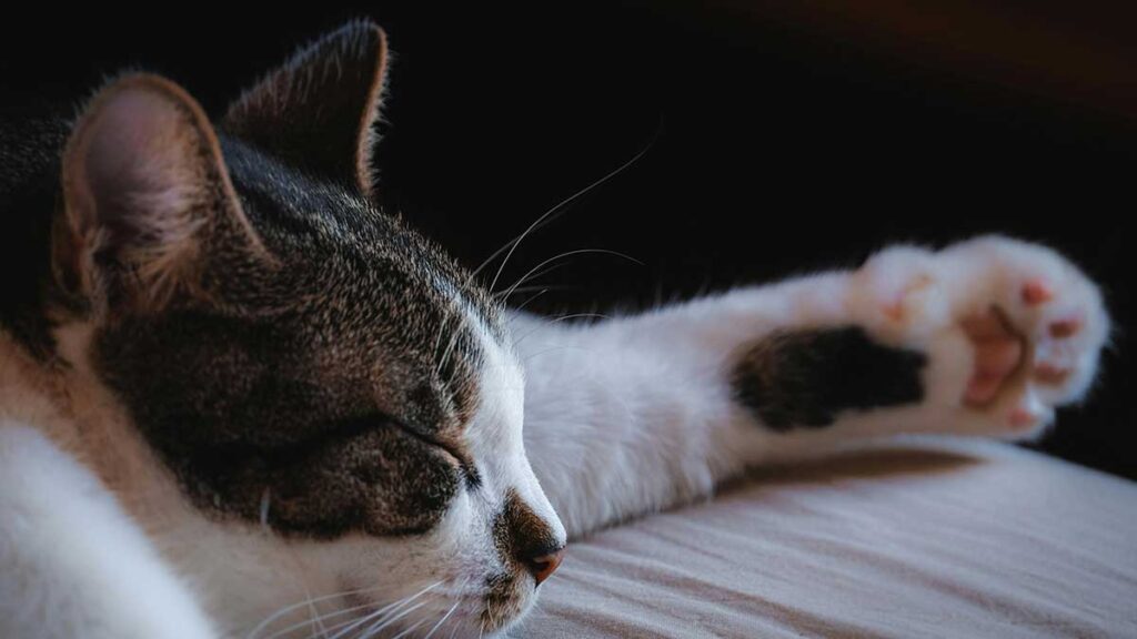 Un chat errant ronronne sans arrêt pendant des heures après avoir été laissé à l intérieur pour échapper au froid glacial