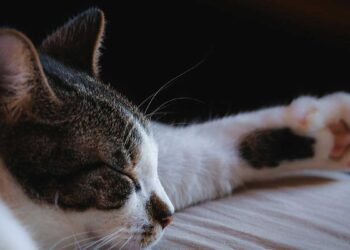Un chat errant ronronne sans arrêt pendant des heures après avoir été laissé à l intérieur pour échapper au froid glacial