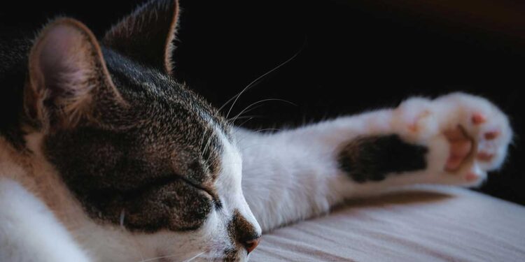 Un chat errant ronronne sans arrêt pendant des heures après avoir été laissé à l intérieur pour échapper au froid glacial