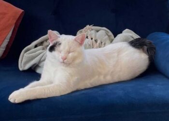 Un chat errant trouve un foyer pour toujours juste à temps pour Noël