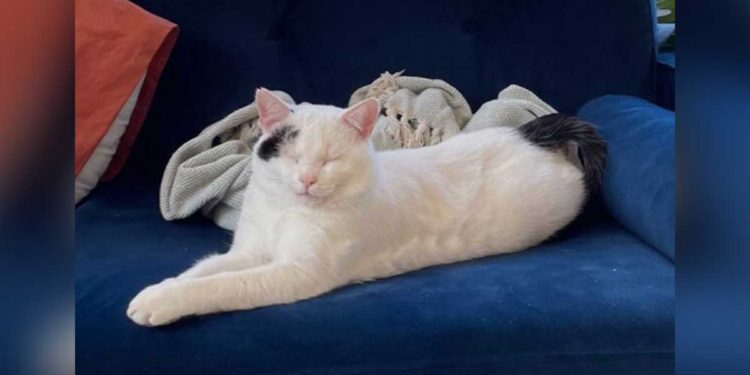 Un chat errant trouve un foyer pour toujours juste à temps pour Noël