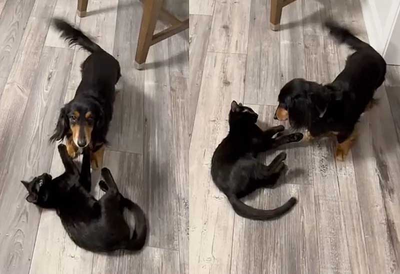 Un chaton errant sauvé trouve une nouvelle vie et un meilleur ami chez le chien de son sauveteur 7 D chaton errant sauvé