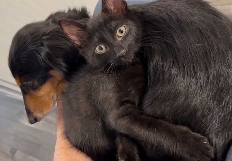 Un chaton errant sauvé trouve une nouvelle vie et un meilleur ami chez le chien de son sauveteur 2 D chaton errant sauvé