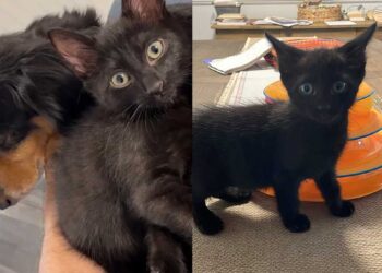 Un chaton errant sauvé trouve une nouvelle vie et un meilleur ami chez le chien de son sauveteur