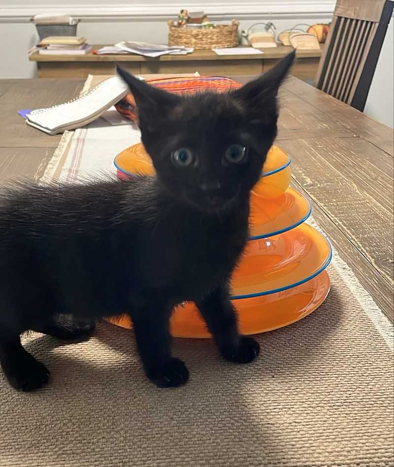 Un chaton errant sauvé trouve une nouvelle vie et un meilleur ami chez le chien de son sauveteur 4 D chaton errant sauvé