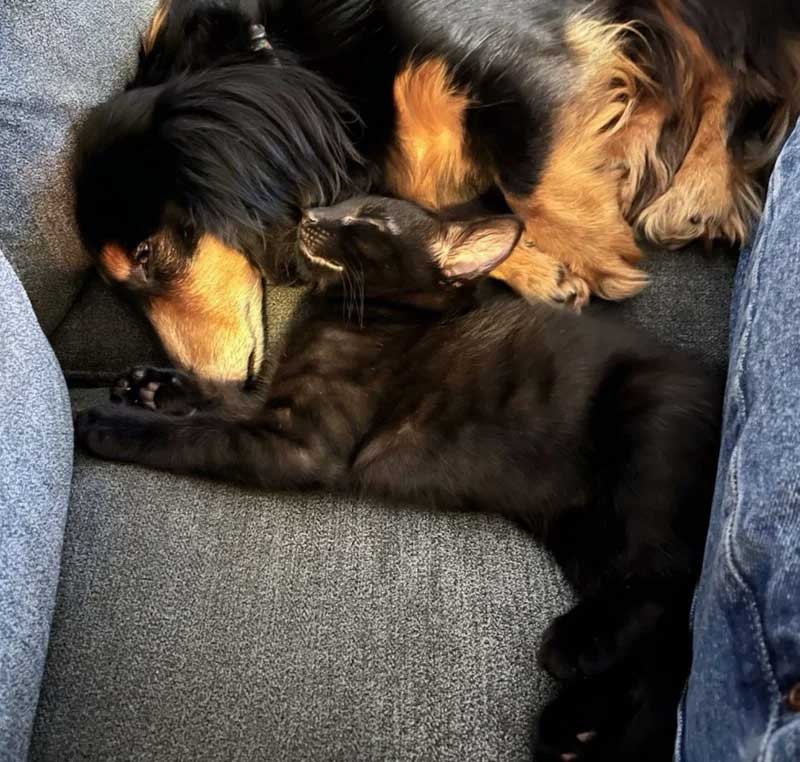Un chaton errant sauvé trouve une nouvelle vie et un meilleur ami chez le chien de son sauveteur 5 D chaton errant sauvé