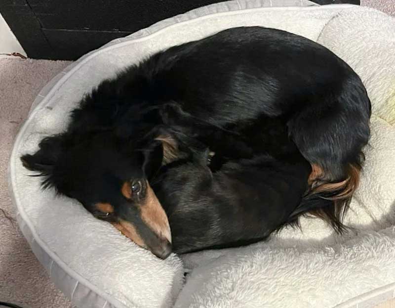Un chaton errant sauvé trouve une nouvelle vie et un meilleur ami chez le chien de son sauveteur 6 D chaton errant sauvé