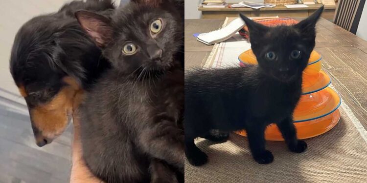 Un chaton errant sauvé trouve une nouvelle vie et un meilleur ami chez le chien de son sauveteur
