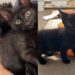 Un chaton errant sauvé trouve une nouvelle vie et un meilleur ami chez le chien de son sauveteur