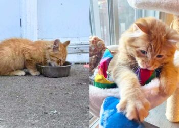 Un chaton malade et solitaire passe de la peau sur les os à l épanouissement dans un foyer aimant