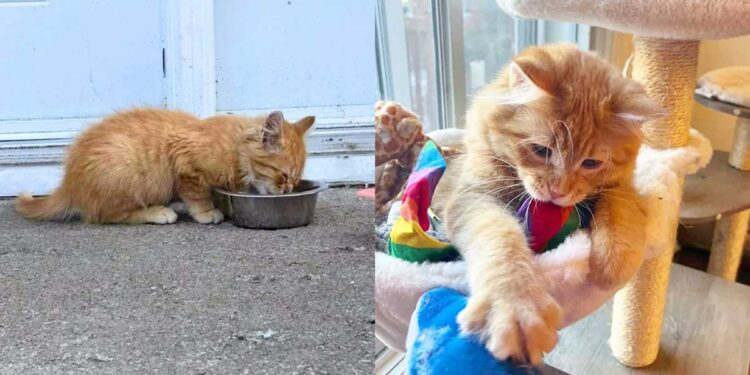Un chaton malade et solitaire passe de la peau sur les os à l épanouissement dans un foyer aimant