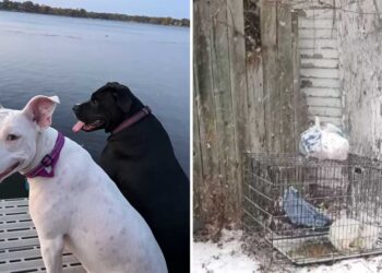 Un chien abandonné dans le froid glacial trouve un foyer à quelques jours de Noël