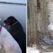 Un chien abandonné dans le froid glacial trouve un foyer à quelques jours de Noël