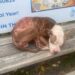 Un chien abandonné frissonne sur le banc d un bus