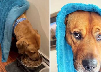 Un chien anxieux trouve son réconfort dans une couverture bleue