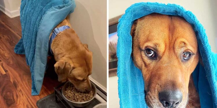 Un chien anxieux trouve son réconfort dans une couverture bleue