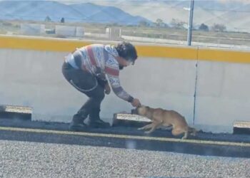 Un chien coincé sur l autoroute trouve réconfort et sécurité dans les bras de son sauveteur