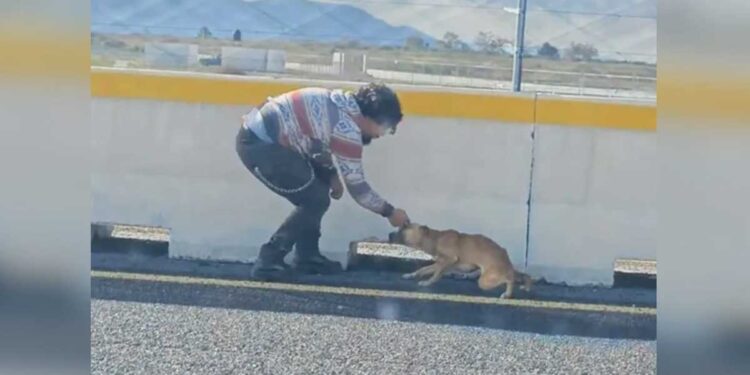 Un chien coincé sur l autoroute trouve réconfort et sécurité dans les bras de son sauveteur