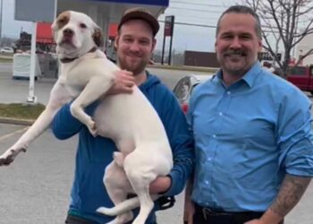 Un chien de refuge trouve un nouveau foyer, pour ensuite retrouver sa famille d origine