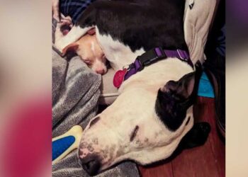 Un lien improbable entre des chiens de refuge mène à un foyer chaleureux pour toujours