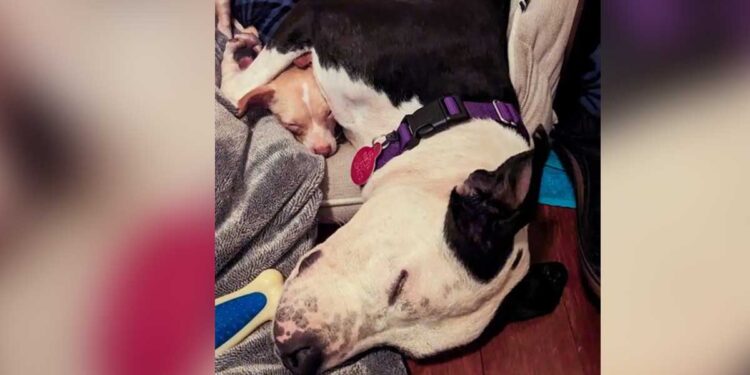 Un lien improbable entre des chiens de refuge mène à un foyer chaleureux pour toujours