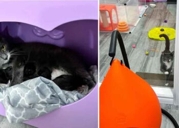 chatte accueille sauveteur tous les jours après avoir été sauvée avec ses quatre chatons