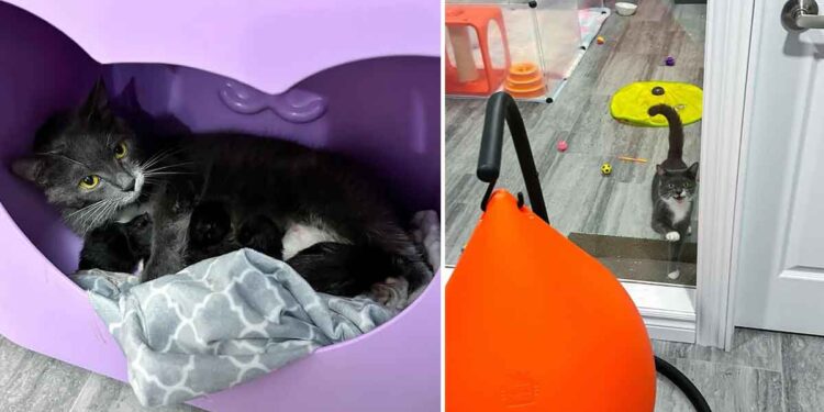 chatte accueille sauveteur tous les jours après avoir été sauvée avec ses quatre chatons