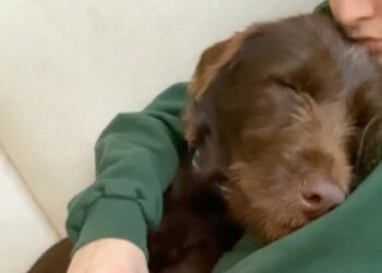 Une chienne de refuge découvre la liberté lors d une balade et exprime sa gratitude à sa bienfaitrice