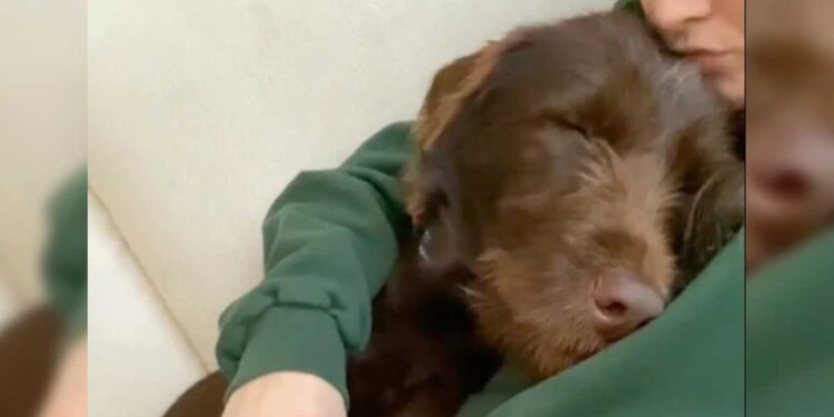 Une chienne de refuge découvre la liberté lors d une balade et exprime sa gratitude à sa bienfaitrice