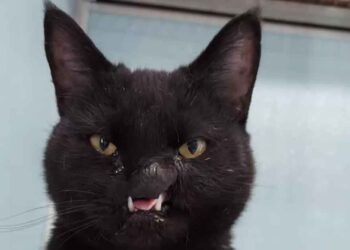 Une employée du refuge voit un chat au visage unique et sait qu'elle appartient à son foyer