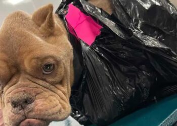 Une enquête en cours pour identifier le propriétaire d un chien émacié abandonné dans un sac-poubelle