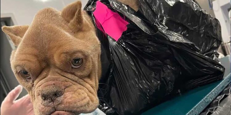 Une enquête en cours pour identifier le propriétaire d un chien émacié abandonné dans un sac-poubelle