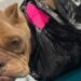 Une enquête en cours pour identifier le propriétaire d un chien émacié abandonné dans un sac-poubelle