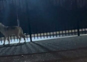 Une experte en récupération de chiens perdus intervient pour capturer un rare chien-loup abandonné