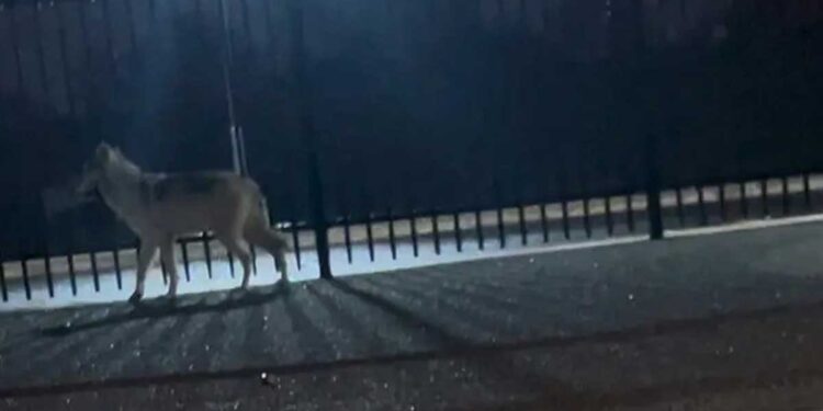 Une experte en récupération de chiens perdus intervient pour capturer un rare chien-loup abandonné 1 Une experte en récupération de chiens perdus intervient pour capturer un rare chien-loup abandonné