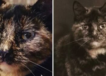 Une famille croyant avoir perdu son chat reçoit un message surprenant des nouveaux habitants de leur ancienne maison