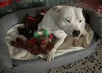Une femme propose près de 10 000 euros pour adopter un chien malade, mais la famille refuse