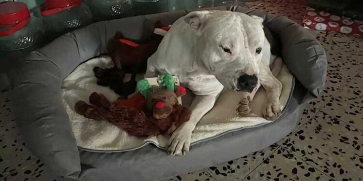 Une femme propose près de 10 000 euros pour adopter un chien malade, mais la famille refuse 1 Une femme propose près de 10 000 euros pour adopter un chien malade, mais la famille refuse