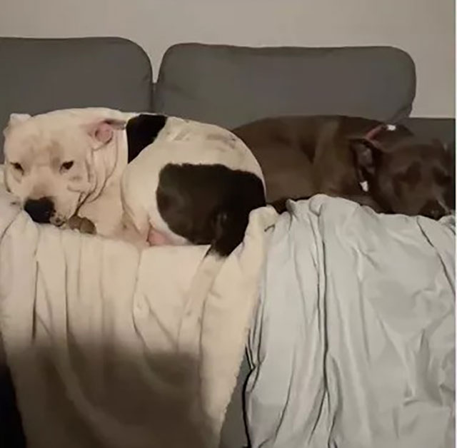 Une femme propose près de 10 000 euros pour adopter un chien malade, mais la famille refuse