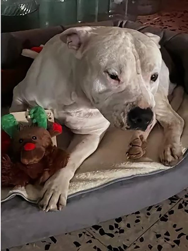 Une femme propose près de 10 000 euros pour adopter un chien malade, mais la famille refuse