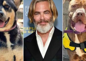 acteur Chris Pine exhorte les fans à adopter deux chiens qu il a sauvés de l euthanasie