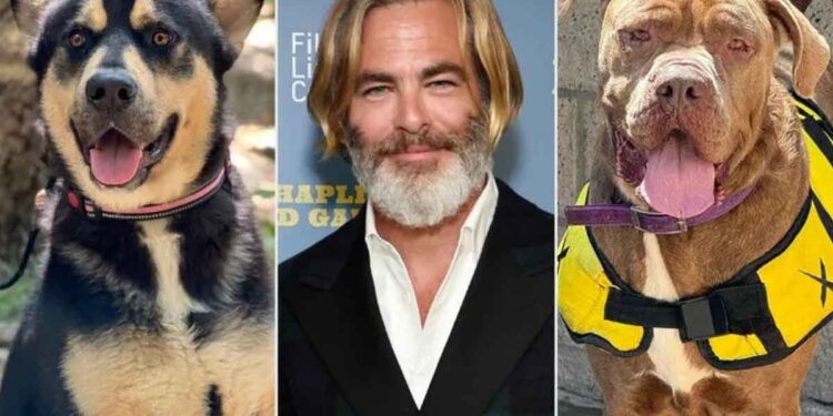 acteur Chris Pine exhorte les fans à adopter deux chiens qu il a sauvés de l euthanasie