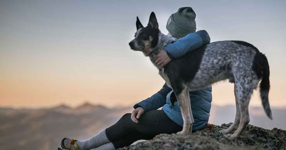 Toute l&rsquo;actualité des chiens