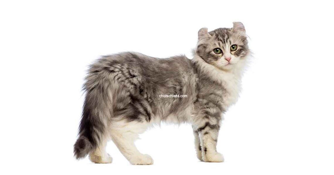 chat American curl