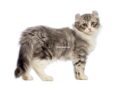 chat American curl