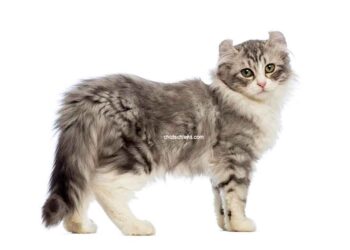chat American curl
