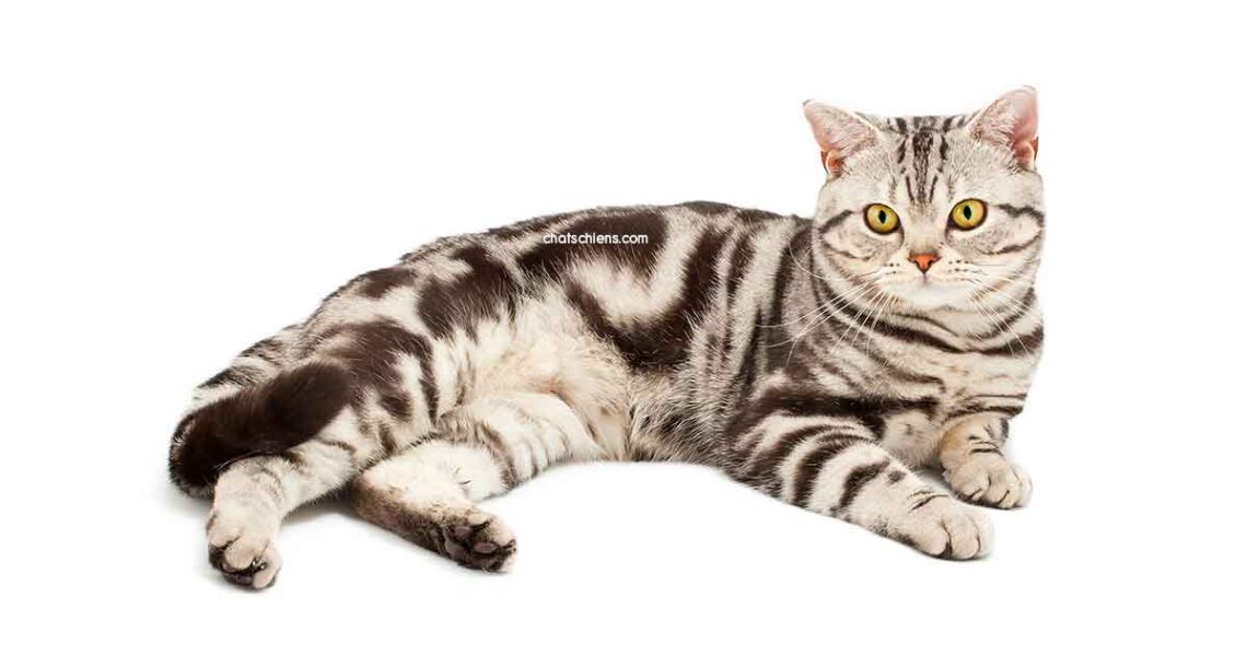 chat American shorthair